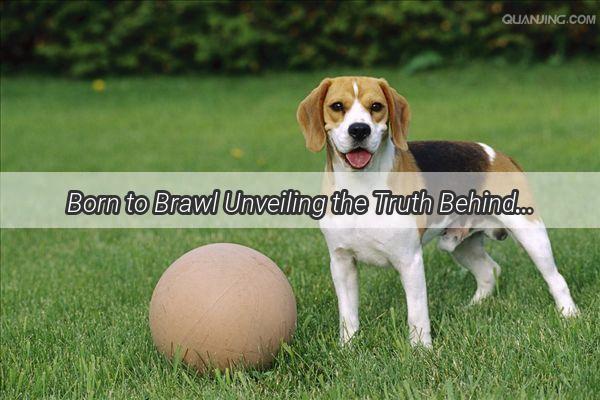 Born to Brawl Unveiling the Truth Behind Your Dogs Fighting Instincts